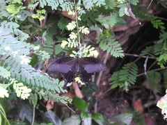 Papilio helenus daksha