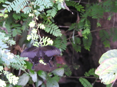 Papilio helenus daksha