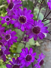 Pericallis × hybrida