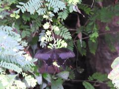 Papilio helenus daksha