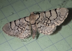 Eupithecia venosata