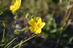 Potentilla hirta