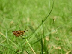 Taractrocera ceramas