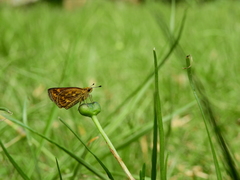 Taractrocera ceramas