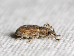 Notiodes aeratus