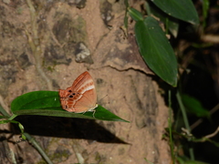 Abisara