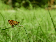 Taractrocera ceramas