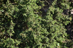 Juniperus deltoides