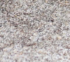 Anoteropsis litoralis