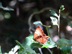 Abisara