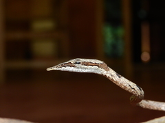 Ahaetulla sahyadrensis