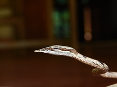 Ahaetulla sahyadrensis