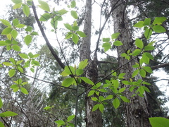Sassafras randaiense