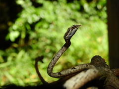 Ahaetulla sahyadrensis