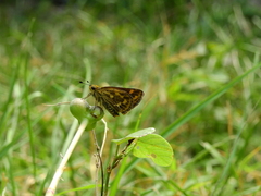 Taractrocera ceramas