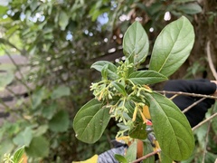 Cestrum aurantiacum