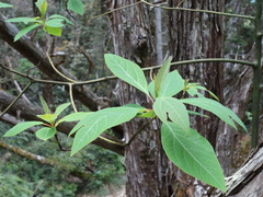 Sassafras randaiense