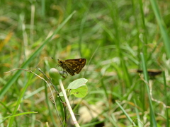 Taractrocera ceramas