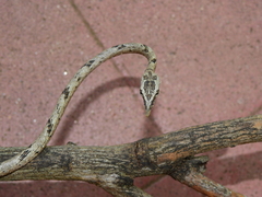 Ahaetulla sahyadrensis