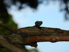 Ahaetulla sahyadrensis