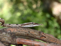 Ahaetulla sahyadrensis