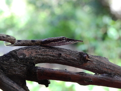 Ahaetulla sahyadrensis