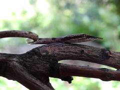 Ahaetulla sahyadrensis