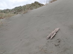 Anoteropsis litoralis