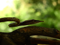 Ahaetulla sahyadrensis