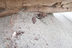 Anoteropsis litoralis