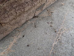 Anoteropsis litoralis