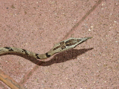 Ahaetulla sahyadrensis