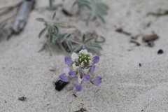 Lupinus tidestromii