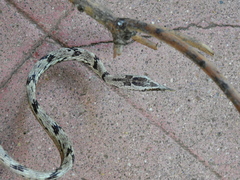 Ahaetulla sahyadrensis