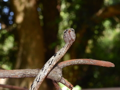 Ahaetulla sahyadrensis