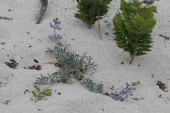 Lupinus tidestromii