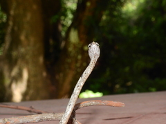 Ahaetulla sahyadrensis