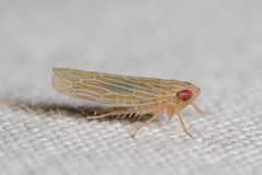 Graminella plana