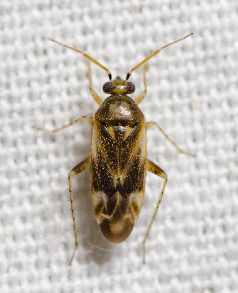 Sycamore plant bug