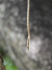 Ahaetulla sahyadrensis