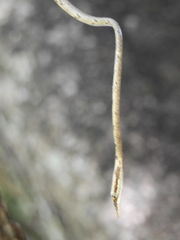 Ahaetulla sahyadrensis