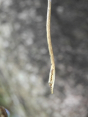 Ahaetulla sahyadrensis