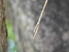 Ahaetulla sahyadrensis