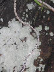 Ahaetulla sahyadrensis