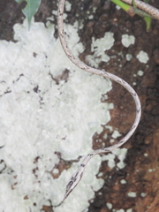 Ahaetulla sahyadrensis