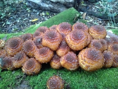 Pholiota glutinosa