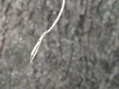 Ahaetulla sahyadrensis