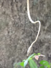 Ahaetulla sahyadrensis