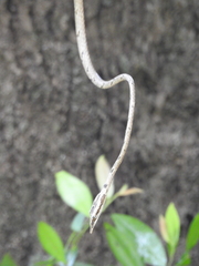 Ahaetulla sahyadrensis