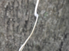 Ahaetulla sahyadrensis